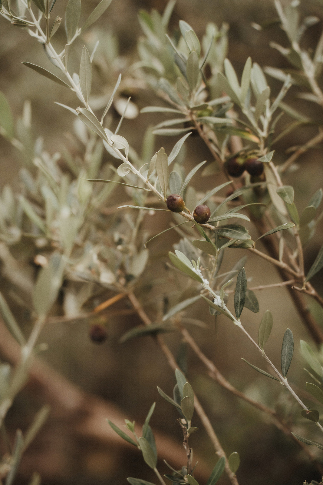 KWP6 - Presets Signature Pack