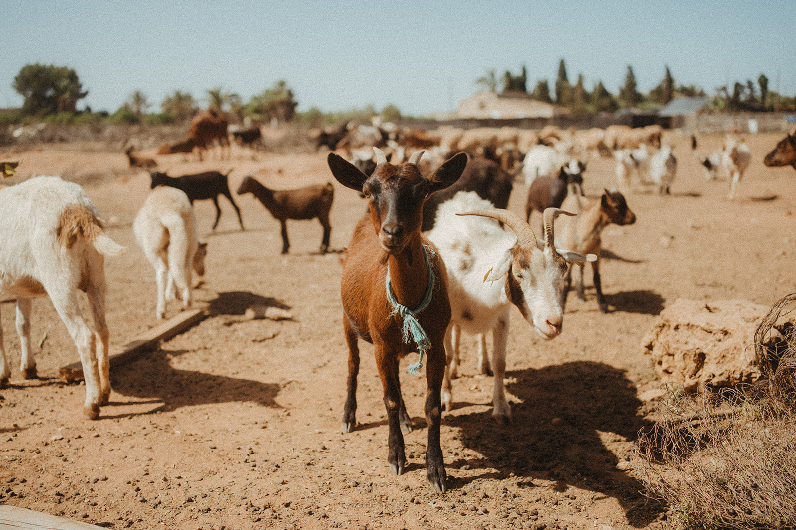 KWP6 - Presets Signature Pack